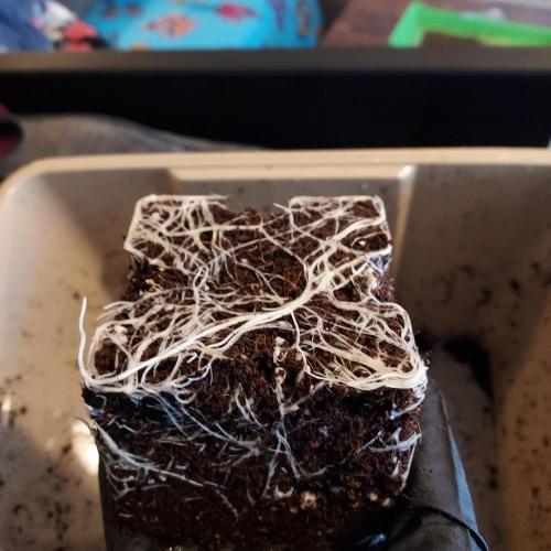 Punch Pie x 2 - Ready for a Knockout!. Week 2 - Nice Roots #2! 