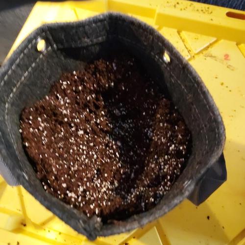 Punch Pie x 2 - Ready for a Knockout!. Week 2 - Ready for Transplant #2