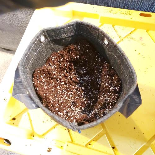 Punch Pie x 2 - Ready for a Knockout!. Week 2 - 1-Gallon Mykos Sprinkle