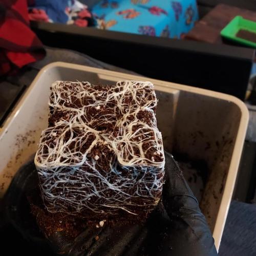 Punch Pie x 2 - Ready for a Knockout!. Week 2 - Nice Roots!