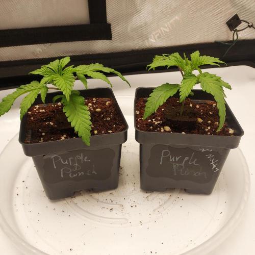Punch Pie x 2 - Ready for a Knockout!. Week 2 - Day 14 - Transplant Day