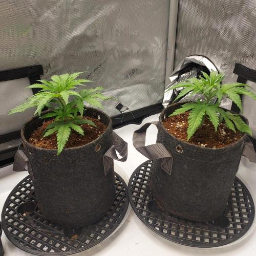 Punch Pie x 2 - Ready for a Knockout!. Week 2