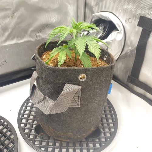 Punch Pie x 2 - Ready for a Knockout!. Week 2