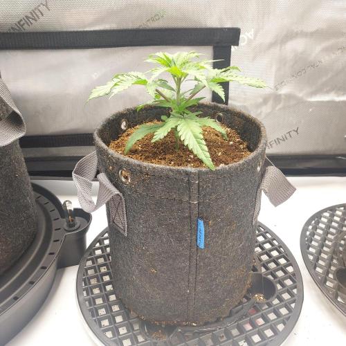 Punch Pie x 2 - Ready for a Knockout!. Week 2