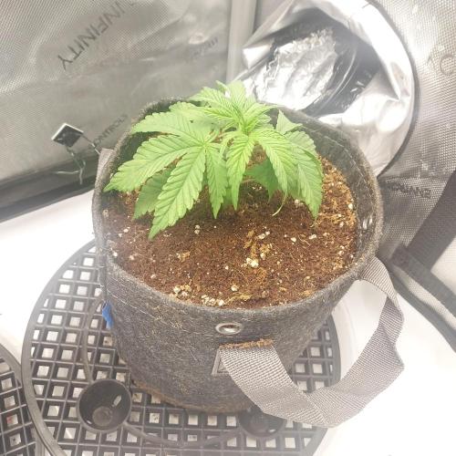 Punch Pie x 2 - Ready for a Knockout!. Week 2