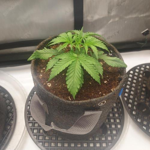 Punch Pie x 2 - Ready for a Knockout!. Week 2