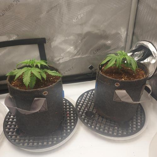 Punch Pie x 2 - Ready for a Knockout!. Week 2