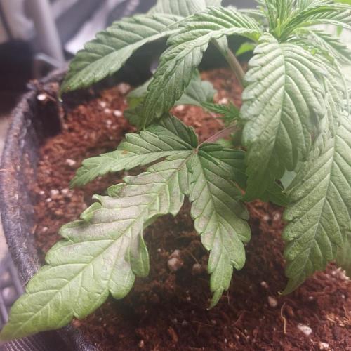 Punch Pie x 2 - Ready for a Knockout!. Week 2