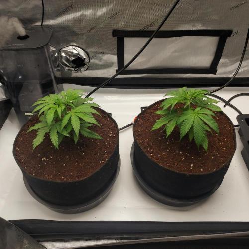 Punch Pie x 2 - Ready for a Knockout!. Week 3 - Resting home - 3.9 Gallon Autopots!! 