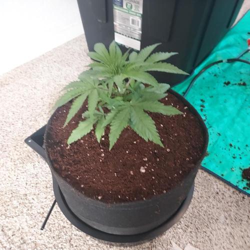 Punch Pie x 2 - Ready for a Knockout!. Week 3 - Ready to go!