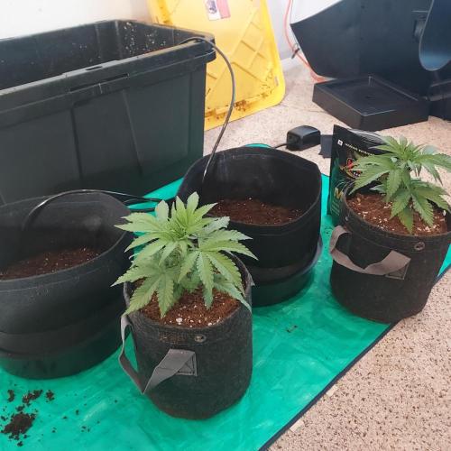 Punch Pie x 2 - Ready for a Knockout!. Week 3 - Pre-Transfer