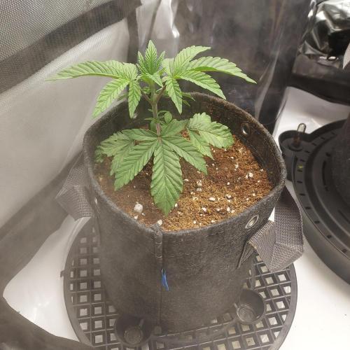 Wedding Gelato - The Bride. Week 2 - Ready for Autopots - Day 20