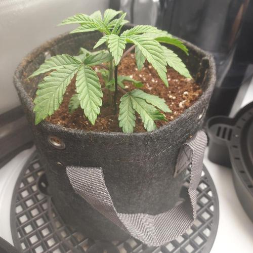 Wedding Gelato - The Bride. Week 2