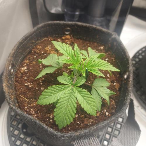 Wedding Gelato - The Bride. Week 2