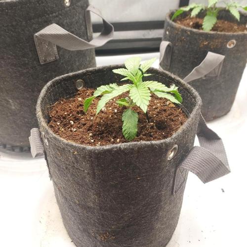 Wedding Gelato - The Bride. Week 2 - No Shock!