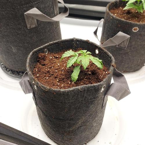 Wedding Gelato - The Bride. Week 2 - Settled!