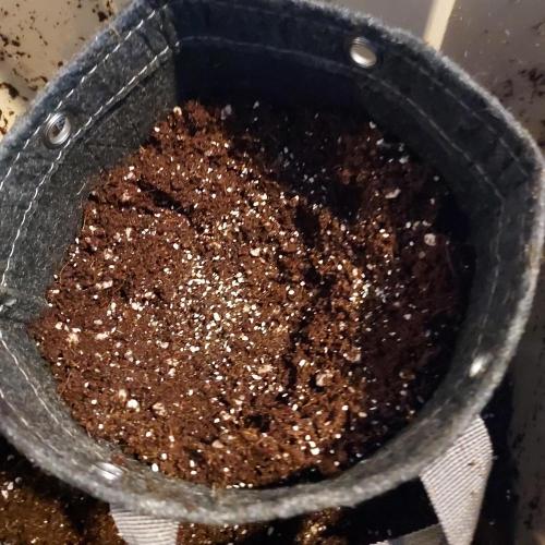 Wedding Gelato - The Bride. Week 2 - Soil good to go