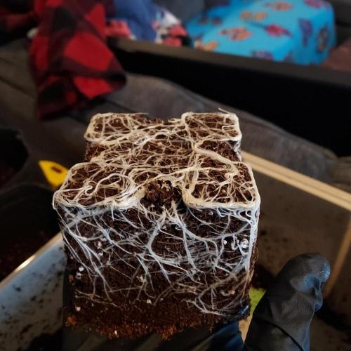 Wedding Gelato - The Bride. Week 2 - Strong roots, ready for transplant!