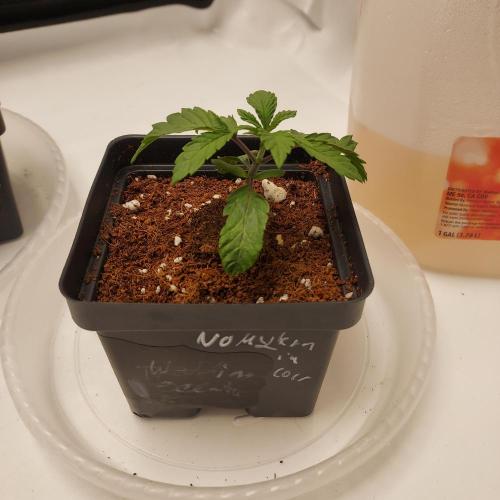 Wedding Gelato - The Bride. Week 2 - Ready for 1-Gallon Transplant - Day 14