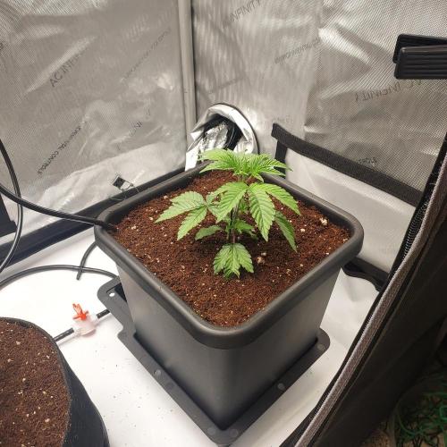 Wedding Gelato - The Bride. Week 3 - Settled and airdome is on! Day 22!