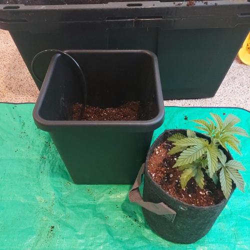 Wedding Gelato - The Bride. Week 3 - She is ready!