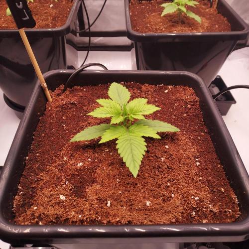 Lemon Cherry Cookies Auto. Week 1 - Day 10 - looking solid!