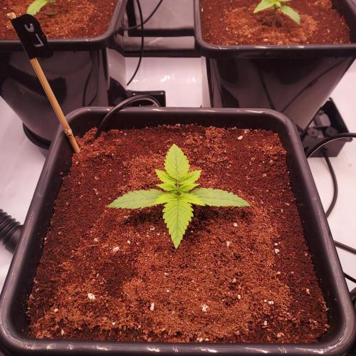 Lemon Cherry Cookies Auto. Week 1 - Day 8