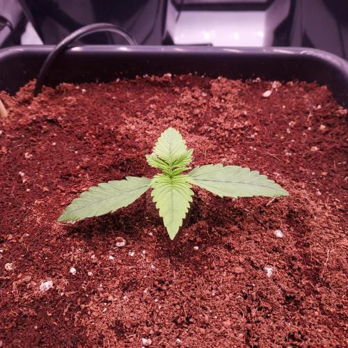 Lemon Cherry Cookies Auto. Week 1 - Day 7