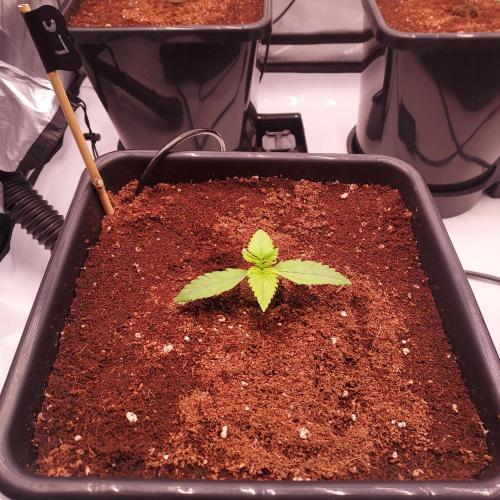 Lemon Cherry Cookies Auto. Week 1 - Day 7