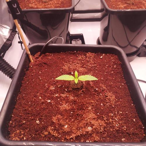 Lemon Cherry Cookies Auto. Week 1 - Day 5