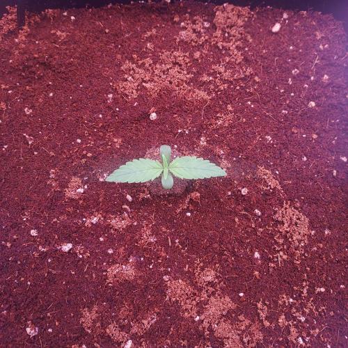 Lemon Cherry Cookies Auto. Week 1 - Day 4