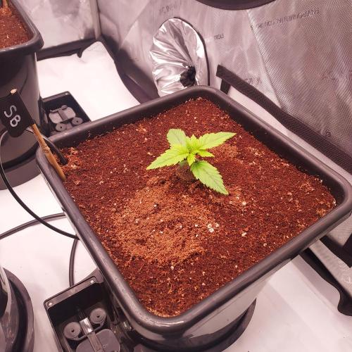 Strawberry Banana Auto. Week 1 - Day 8