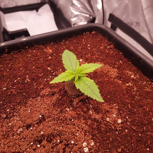 Strawberry Banana Auto. Week 1 - Day 7