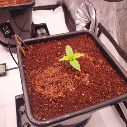 Strawberry Banana Auto. Week 1 - Day 7