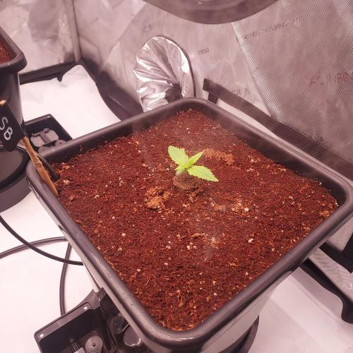 Strawberry Banana Auto. Week 1 - Day 5