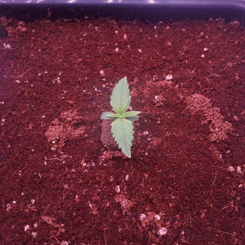 Strawberry Banana Auto. Week 1 - Day 4