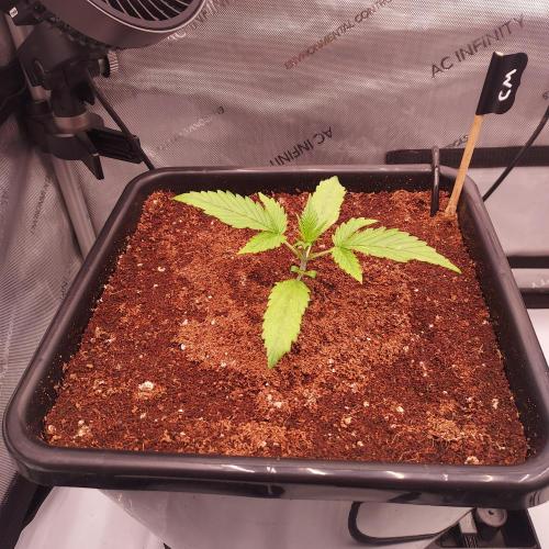 Critical Mass CBD Auto. Week 1 - Day 10 - Looking great! 