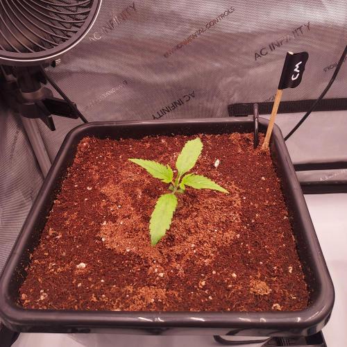 Critical Mass CBD Auto. Week 1 - Day 8