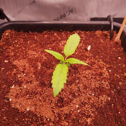 Critical Mass CBD Auto. Week 1 - Day 7