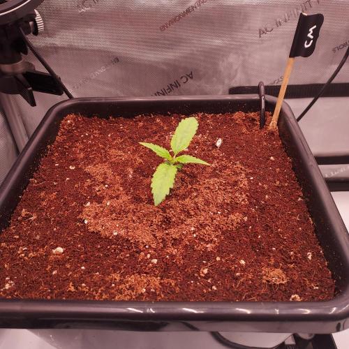 Critical Mass CBD Auto. Week 1 - Day 7