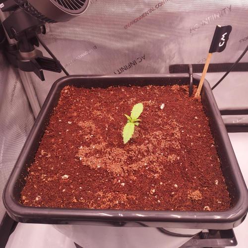 Critical Mass CBD Auto. Week 1 - Day 5