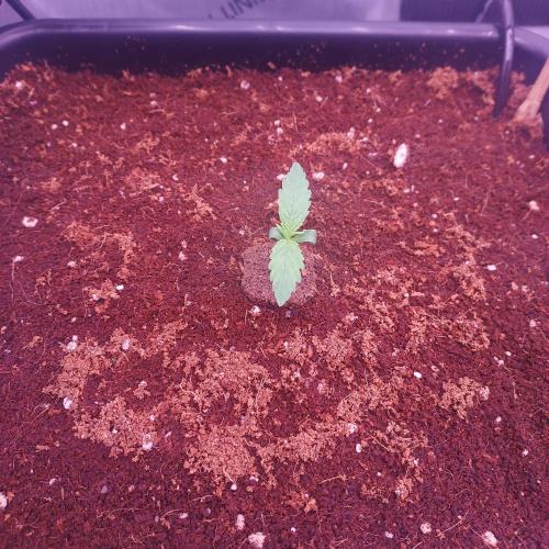 Critical Mass CBD Auto. Week 1 - Day 5