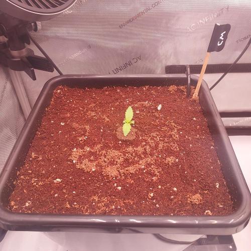 Critical Mass CBD Auto. Week 1 - Day 4