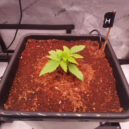 Hyperion F1. Week 1 - Day 10 - Same strong growth as the others!