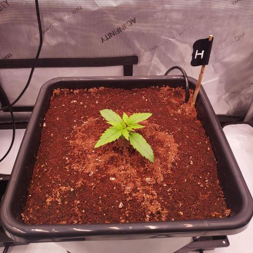 Hyperion F1. Week 1 - Day 8