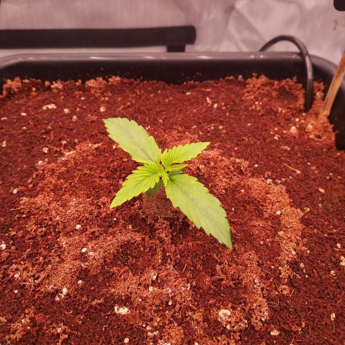 Hyperion F1. Week 1 - Day 7