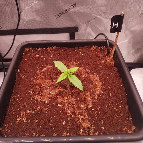 Hyperion F1. Week 1 - Day 7