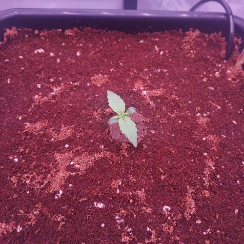 Hyperion F1. Week 1 - Day 4