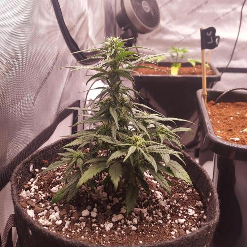 Strawberry Gorilla Auto - 3 Gallon Soil. Week 5