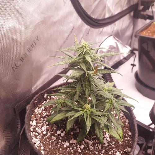 Strawberry Gorilla Auto - 3 Gallon Soil. Week 5